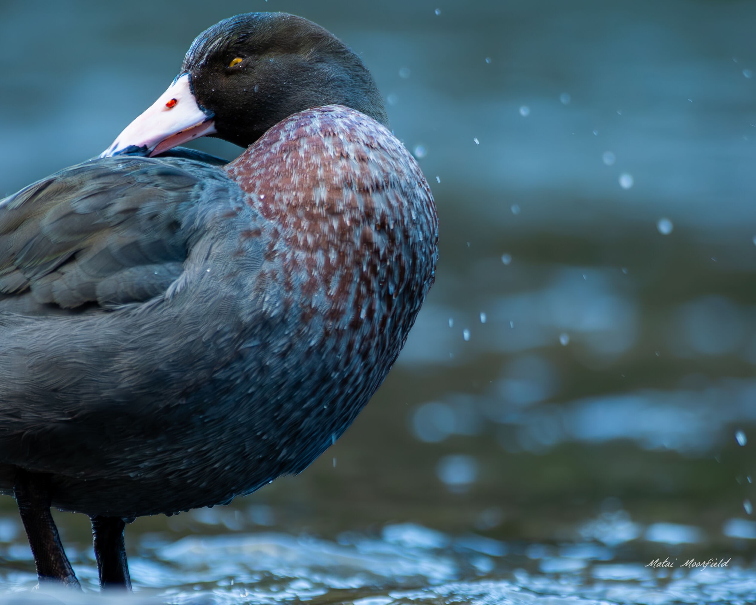A New Zealand Blue Duck (Whio) poised on a rock in a pristine river, its distinctive bill and striking blue colour making it a highly recognizable and cherished native bird. A New Zealand Blue Duck (Whio) poised on a rock in a pristine river, its distinctive bill and striking blue colour making it a highly recognizable and cherished native bird.